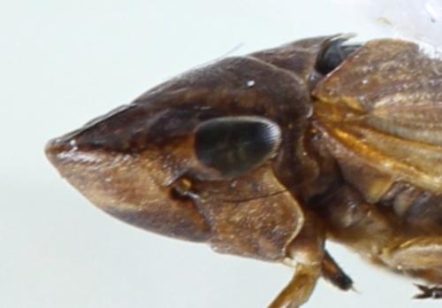 Réf. 328 529 : Anoscopus sp.